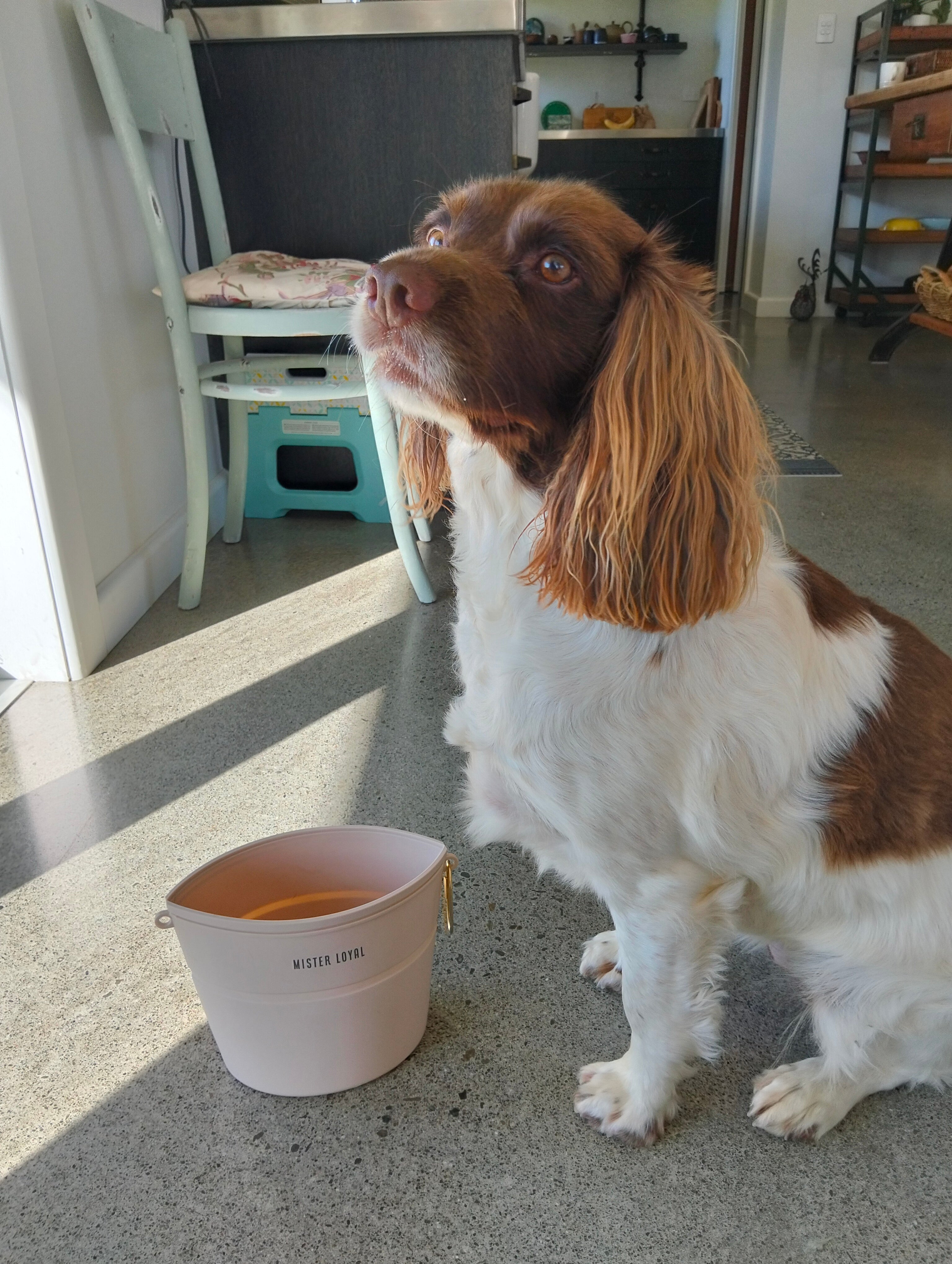 Mister Loyal 2-in-1 Travel Bowl